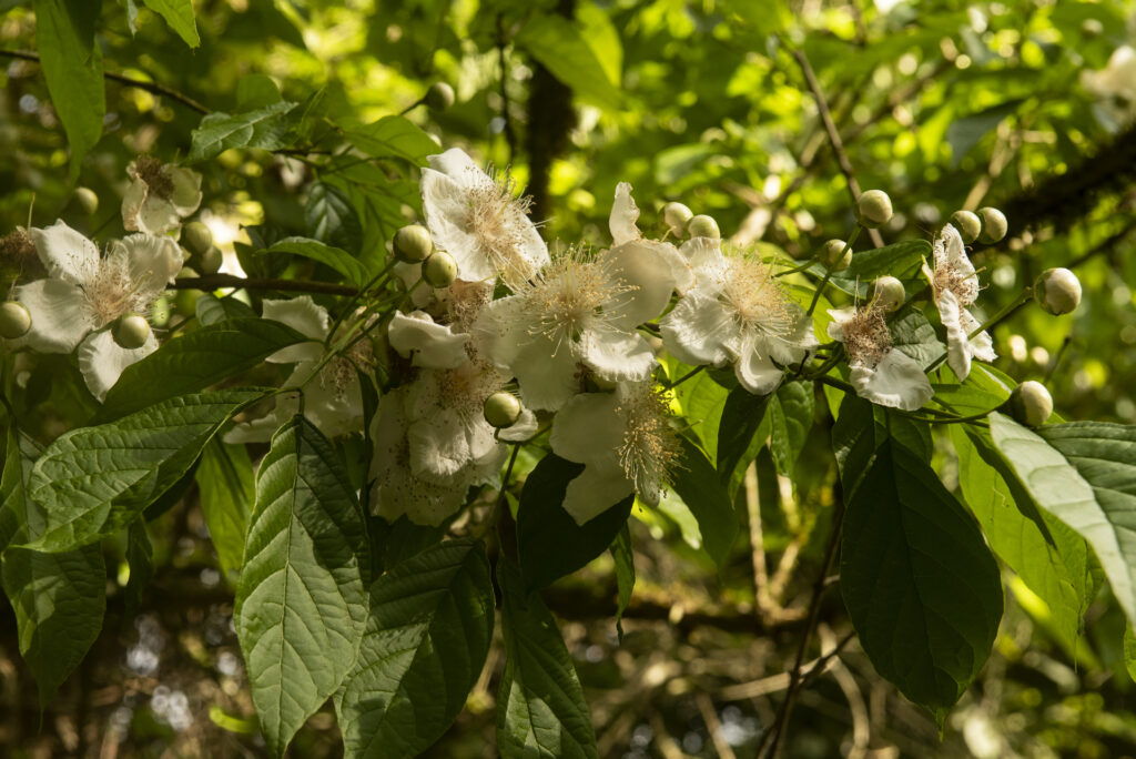 florada_eldorado